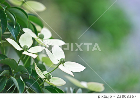 白い山法師の花 22803367