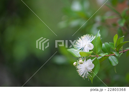 白いギンバイカの花 白いギンバイカの花 22803368