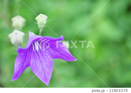 紫色の桔梗の花 紫色の桔梗の花 22803370