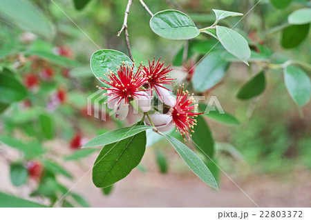 フェイジョア 22803372