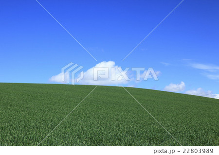 北海道　上富良野町　麦畑と雲 22803989