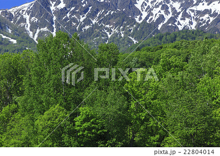 北海道 富良野 新緑の森 北海道 富良野 新緑の森 22804014