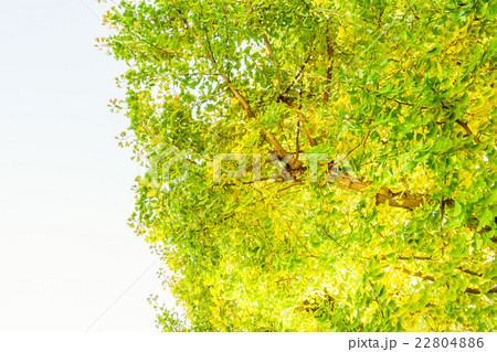 Beautiful Colorful Autumn Leaves 22804886