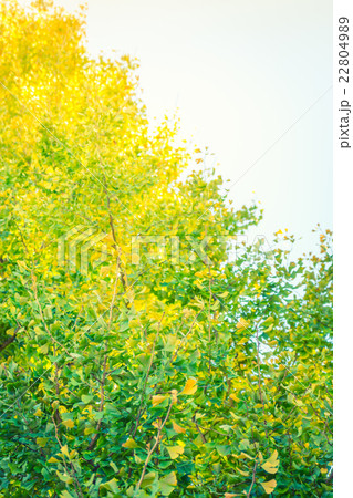 Beautiful Colorful Autumn Leaves 22804989