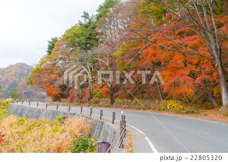 Beautiful Colorful Autumn Leaves 22805320