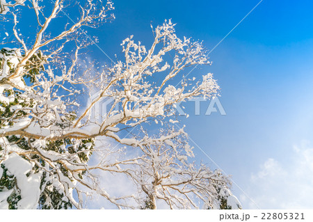 Winter trees covered with snow 22805321