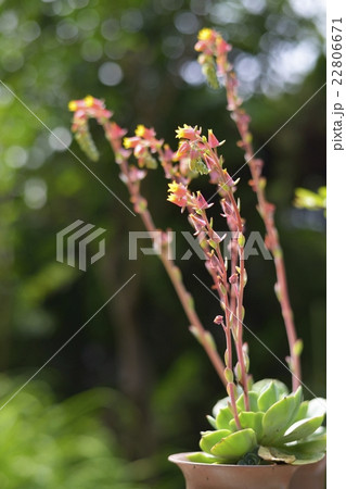 エケベリアの花 22806671