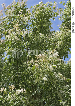 ネグンドカエデ・フラミンゴ 22806899