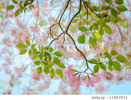 Pink trumpet Tabebuia blossom 22807011
