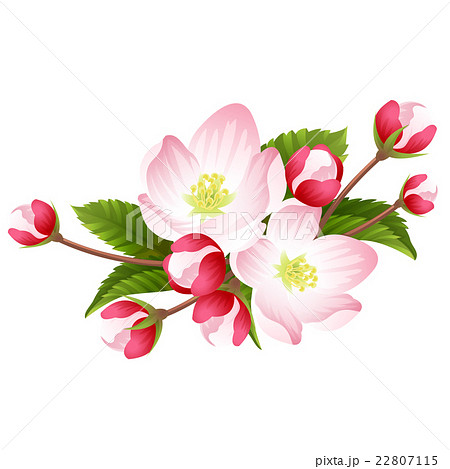 Pink Apple Blossom Vectorのイラスト素材