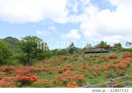 赤城白樺牧場（つつじ） 22807132