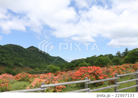 赤城白樺牧場（つつじ） 22807133