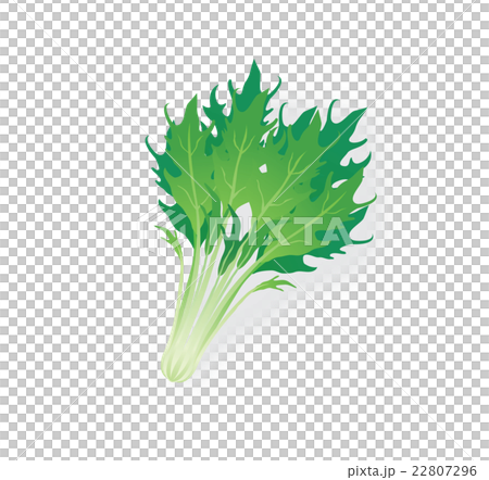 水菜 22807296