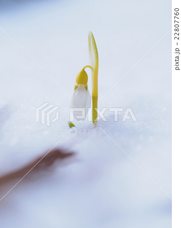雪から顔を出したスノードロップ 22807760