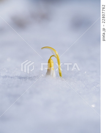 雪から顔を出したスノードロップ 22807762