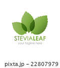 Stevia leaf logo vector illustration.  22807979