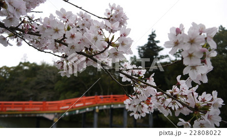 宇佐神宮の桜の写真素材 宇佐神宮の桜の写真素材