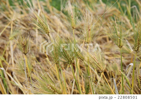 オオムギ 22808501