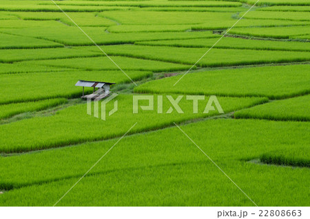 rice field in Nan province, Thailand rice field in Nan province, Thailand 22808663