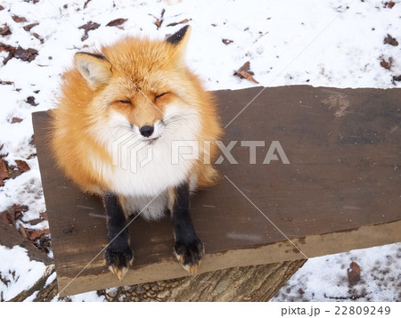 きつね6 きつね6 22809249