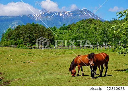 初夏の開田高原 22810028