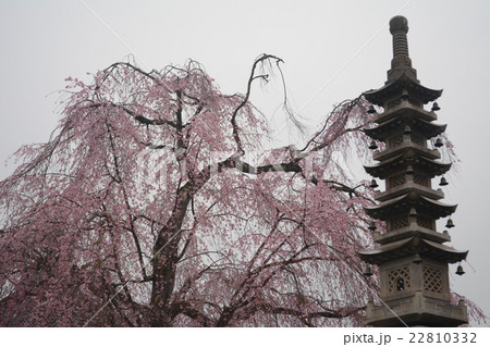 櫻本坊のしだれ桜と石塔　吉野山・奈良 22810332