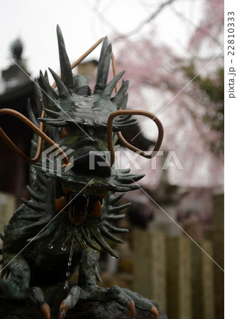 櫻本坊の手水所の龍 吉野山・奈良 櫻本坊の手水所の龍 吉野山・奈良 22810333