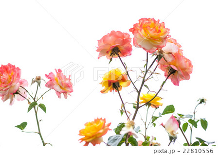 Rose#0012 22810556