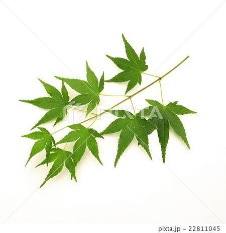 モミジの靑葉 22811045