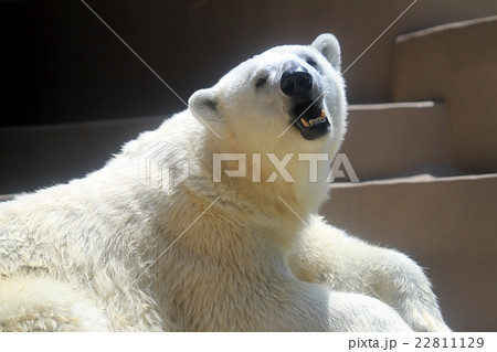 ホッキョクグマ ホッキョクグマ 22811129