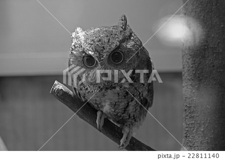 オオコノハズク 22811140