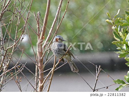 ヒヨドリ 22811382