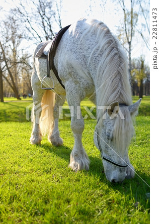 White horse with saddle graze and eating grass 22811473