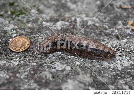 巨大なめくじ 22811712