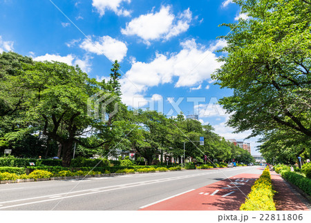東京 国立大学通り 東京 国立大学通り 22811806