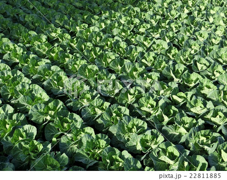 千葉　銚子　キャベツ畑 22811885