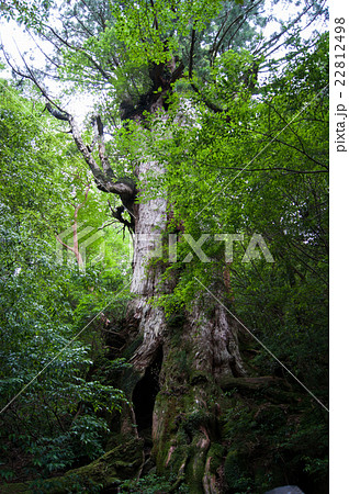 屋久島 屋久島 22812498