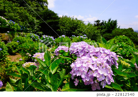 紫陽花の名所の風景 紫陽花の名所の風景 22812540
