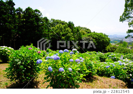 紫陽花の名所の風景 22812545