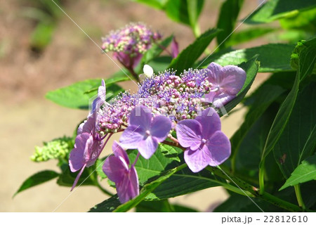 アジサイの花:「紫陽花」山田池公園、大阪府枚方市 アジサイの花:「紫陽花」山田池公園、大阪府枚方市 22812610