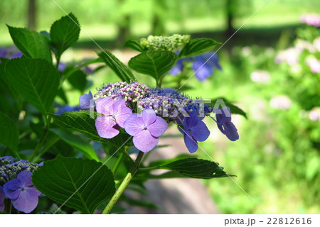 アジサイの花:「紫陽花」山田池公園、大阪府枚方市 アジサイの花:「紫陽花」山田池公園、大阪府枚方市 22812616