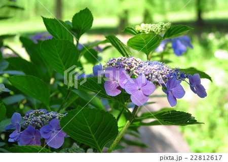 アジサイの花:「紫陽花」山田池公園、大阪府枚方市 アジサイの花:「紫陽花」山田池公園、大阪府枚方市 22812617