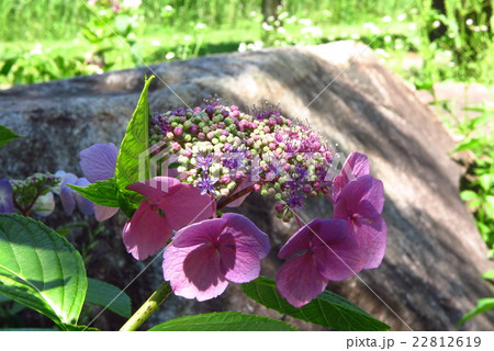 アジサイの花:「紫陽花」山田池公園、大阪府枚方市 アジサイの花:「紫陽花」山田池公園、大阪府枚方市 22812619