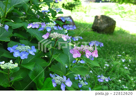 アジサイの花:「紫陽花」山田池公園、大阪府枚方市 アジサイの花:「紫陽花」山田池公園、大阪府枚方市 22812620