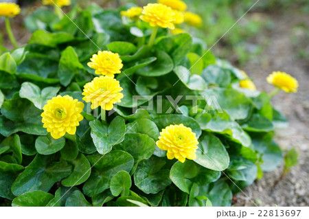 八重ヒメリュウキンカ 22813697