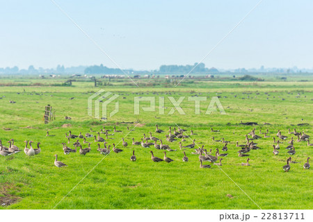 Lots of wild geese searching food on the meadow 22813711