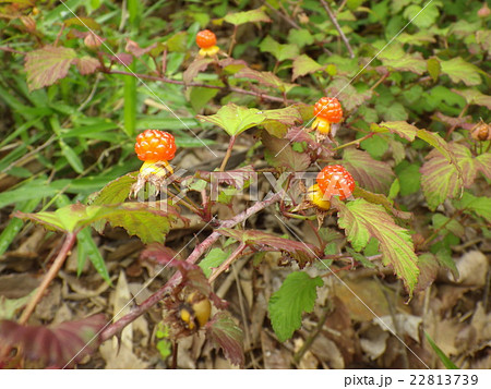 ニガイチゴ 22813739