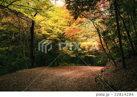 紅葉の山道 22814284