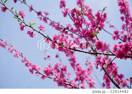 ハナモモ 22814482