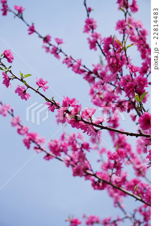 ハナモモ 22814483